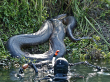 Удивительные фотографии гигантской анаконды (фото)