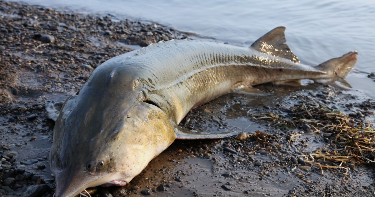 Что водится в каспийском море