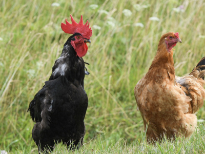 В Волгограде УФАС выясняет причины исчезновения и подорожания курицы — партнерский материал
