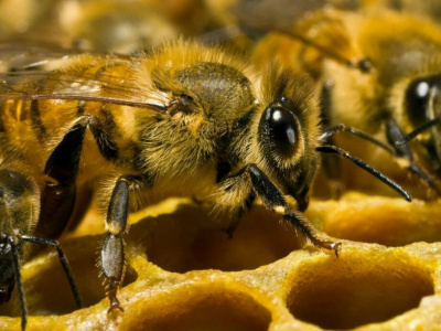 Если не будет пчел, человечество вымрет: страшное пророчество