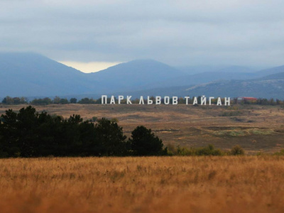 В Крыму не будут усыплять мариупольских львов-убийц