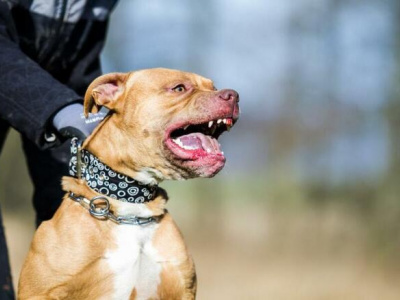 Полиция нашла собачника, который натравил на прохожего бойцовского пса