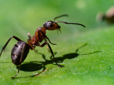 Предотвратить "захват" сада: как избавиться от муравьев?