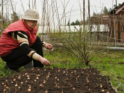 Агроном Воробьев объяснил, как спасти огород от заморозков