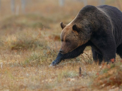 В томское село Богашёво пришёл медведь