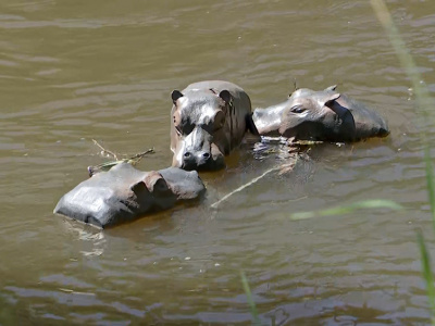 Москвичи озадачились, увидев трех плывущих бегемотов в реке Яузе
