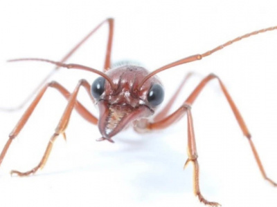 Ученые раскрыли еще одну тайну муравьев
